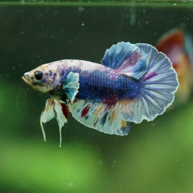 Multicolor/Galaxy Koi Plakat -10 weeks Old