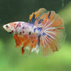 Galaxy/Candy Koi Halfmoon - 14 weeks old
