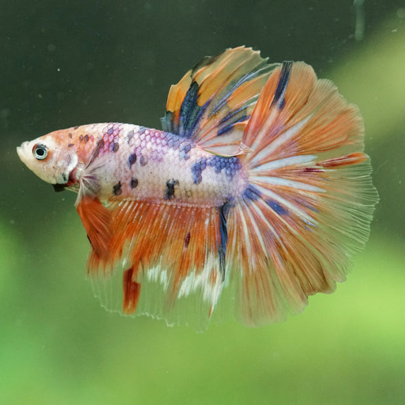Galaxy/Candy Koi Halfmoon - 14 weeks old