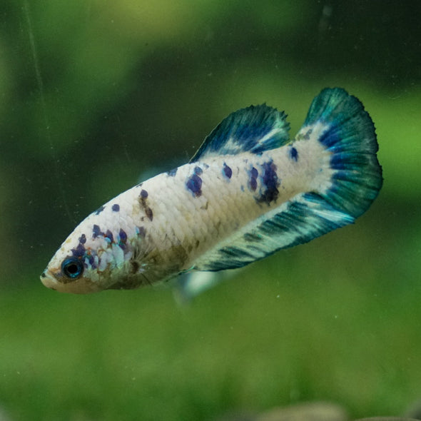 Blue/Green Dalmatian Plakat- Female