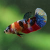 Multicolor/ Galaxy Koi Plakat- Female- 13 Weeks Old
