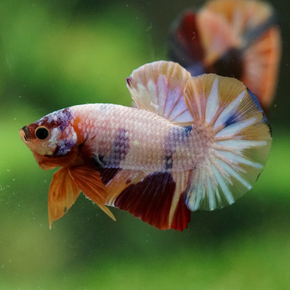 Multicolor/Galaxy Koi Plakat -16 weeks Old