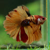 Galaxy/Candy Koi Halfmoon - 14 weeks old