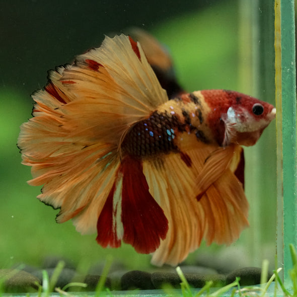 Galaxy/Candy Koi Halfmoon - 14 weeks old