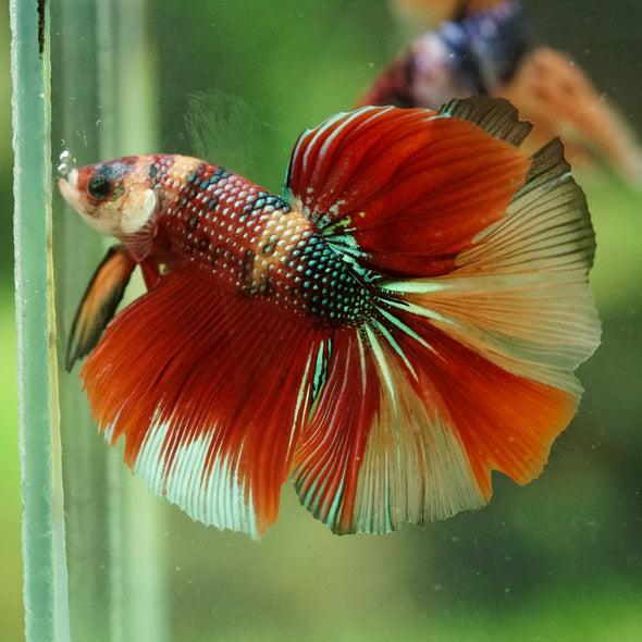 Galaxy/Candy Koi Halfmoon - 14 weeks old