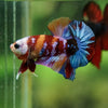 Multicolor/Galaxy Koi Plakat -16 weeks Old