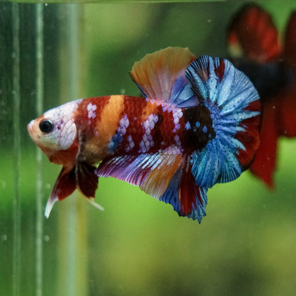 Multicolor/Galaxy Koi Plakat -16 weeks Old