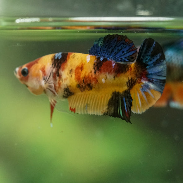 Multicolor/ Galaxy Koi Plakat- Female- 13 Weeks Old
