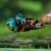 Multicolor/ Galaxy Koi Plakat - Female- 13 Weeks Old