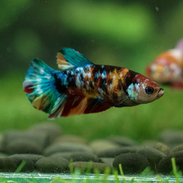 Multicolor/ Galaxy Koi Plakat - Female- 13 Weeks Old