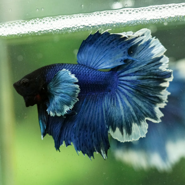 Dumbo Halfmoon - 12 weeks old