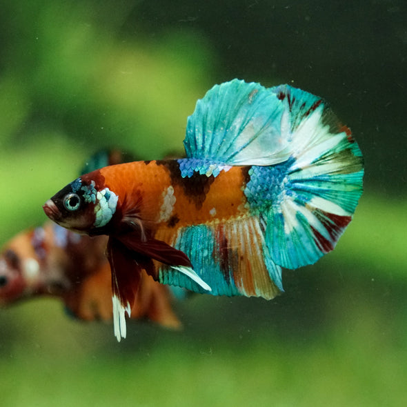 Multicolor/Galaxy Koi Plakat -16 weeks Old