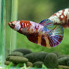 Pack of 10 Multicolored/Galaxy Koi Plakat - Female