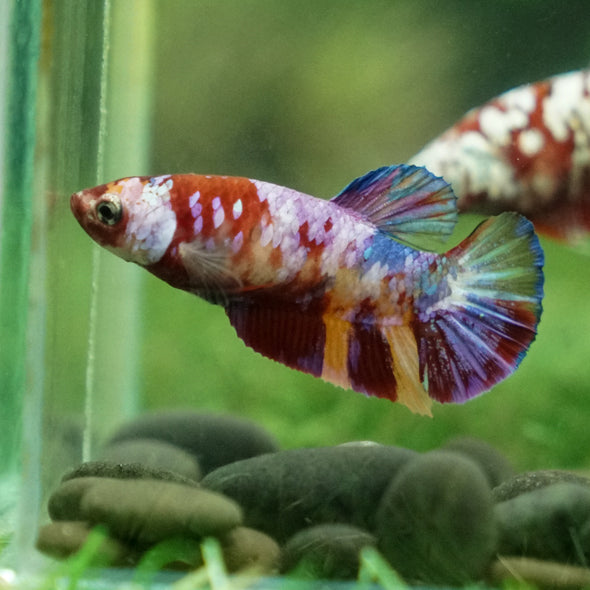 Pack of 5 Multicolored/Galaxy Koi Plakat - Female