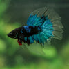 Black Base Galaxy Koi Halfmoon (Avatar) - 14 weeks old