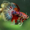Galaxy/Candy Koi Halfmoon - 11 weeks old