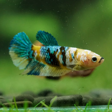 Multicolor/ Galaxy Koi Plakat- Female- 13 Weeks Old