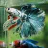 Galaxy/Candy Koi Halfmoon - 14 weeks old