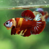 Multicolor/Galaxy Koi Plakat -16 weeks Old