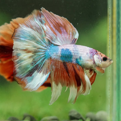 Galaxy/Candy Koi Halfmoon - 14 weeks old