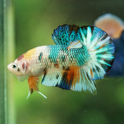 Multicolor/Galaxy Koi Plakat -16 weeks Old
