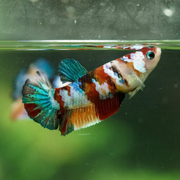 Multicolor/ Galaxy Koi Plakat- Female- 13 Weeks Old