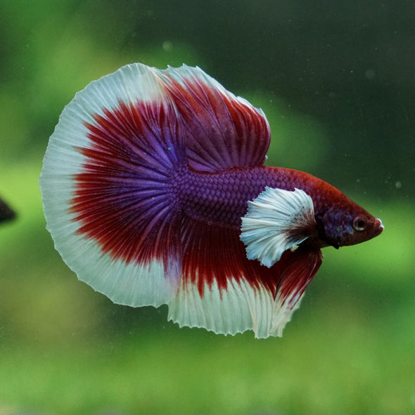 Dumbo Halfmoon - 10 weeks old
