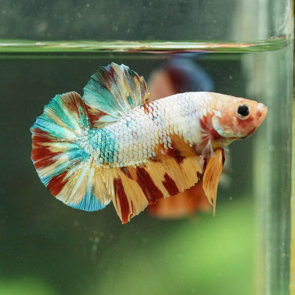 Multicolor/Galaxy Koi Plakat -16 weeks Old