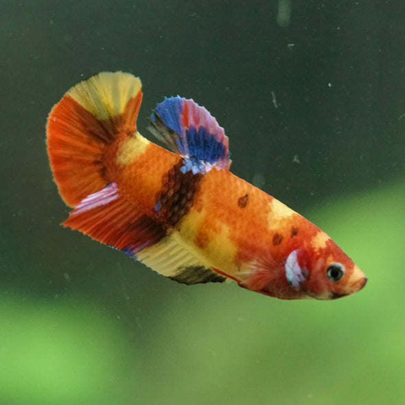 Multicolor/ Galaxy Koi Plakat- Female- 13 Weeks Old