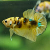 Multicolor/Galaxy Koi Plakat -16 weeks Old