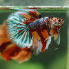 Galaxy/Candy Koi Halfmoon - 14 weeks old