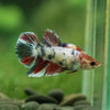 Multicolor/ Galaxy Koi Halfmoon - Female- 13 Weeks Old