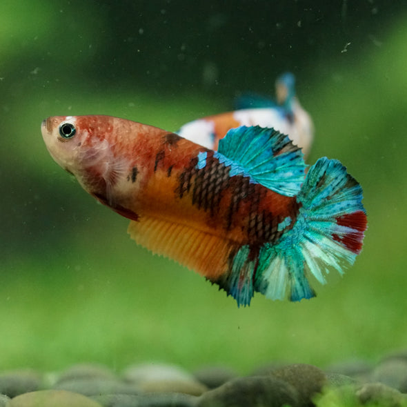 Multicolor/ Galaxy Koi Plakat- Female- 13 Weeks Old