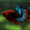 Red Fancy (Hell Boy) Plakat -13 weeks Old