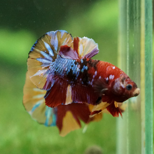 Multicolor/Galaxy Koi Plakat -13 weeks Old