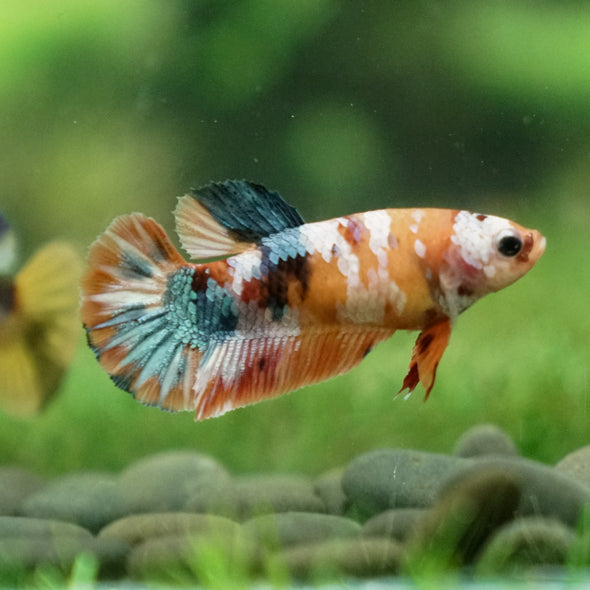 Multicolor/ Galaxy Koi Plakat - Female- 13 Weeks Old