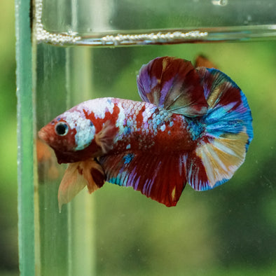 Multicolor/Galaxy Koi Plakat -13 weeks Old