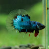 Black Base Galaxy/Candy Koi Halfmoon - 14 weeks old