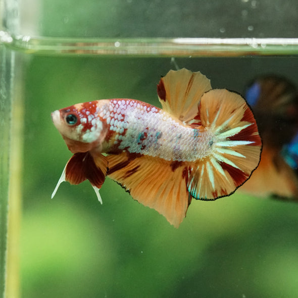 Multicolor/Galaxy Koi Plakat -10 weeks Old