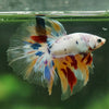 Galaxy/Candy Koi Halfmoon - 14 weeks old