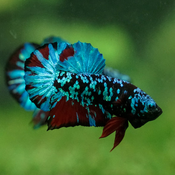 Multicolor/Galaxy Koi Plakat -13 weeks Old