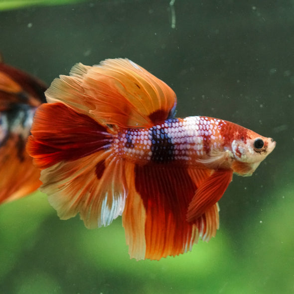 Galaxy/Candy Koi Halfmoon - 14 weeks old