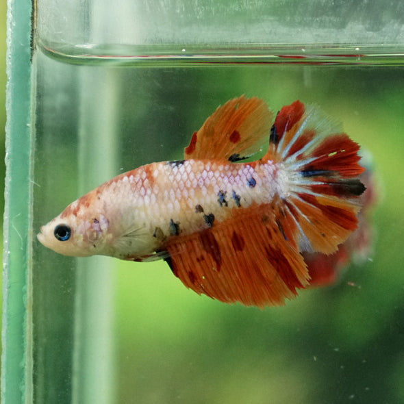 Multicolor/ Galaxy Koi Halfmoon- Female- 13 Weeks Old