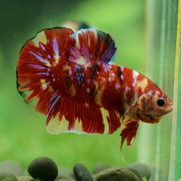 Multicolor/Galaxy Koi Plakat -15 weeks Old