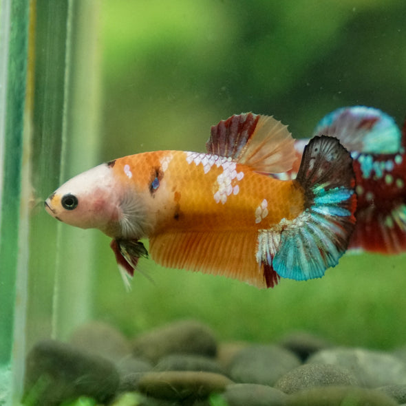 Multicolor/ Galaxy Koi Plakat - Female- 13 Weeks Old