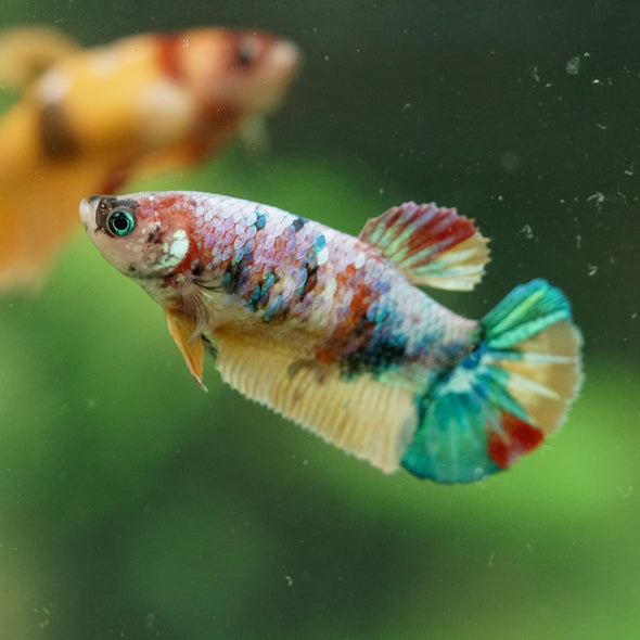 Multicolor/ Galaxy Koi Plakat- Female- 13 Weeks Old