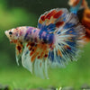 Galaxy/Candy Koi Halfmoon - 14 weeks old