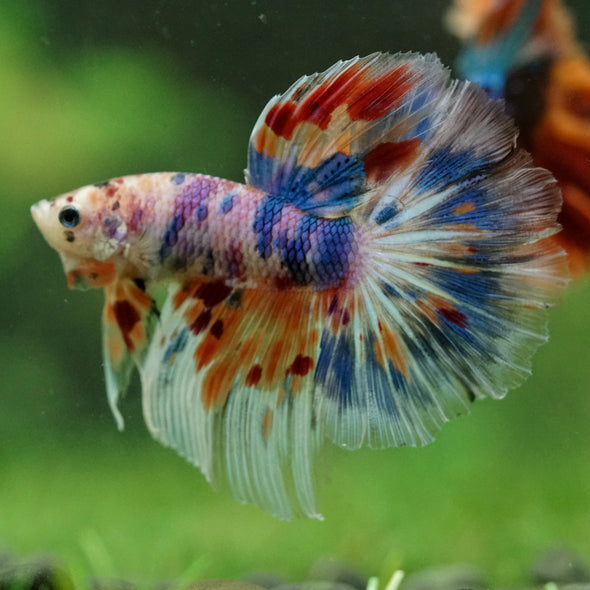 Galaxy/Candy Koi Halfmoon - 14 weeks old
