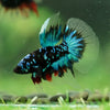 Black Base Galaxy/Candy Koi Halfmoon - 14 weeks old