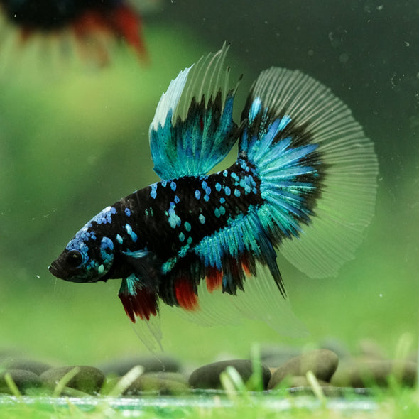 Black Base Galaxy/Candy Koi Halfmoon - 14 weeks old
